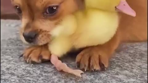 Funny animal video