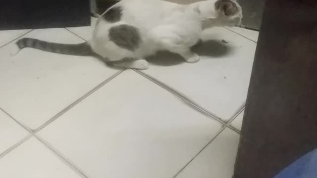 cat eating😻😻😻