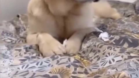 Funniest Videos 2022 😂 Funny Cats 🐱 and Dogs 🐶 Part 34