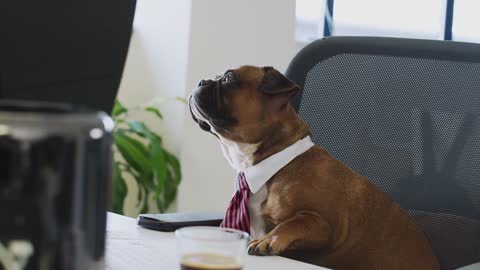 Dog puppy in the office with tie