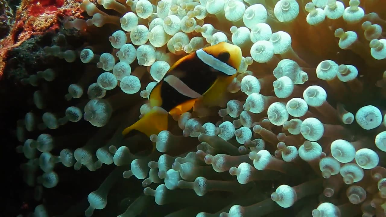 Nimo in the ocean