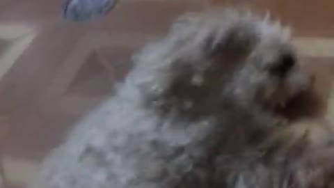 gato e cachorro engraçado