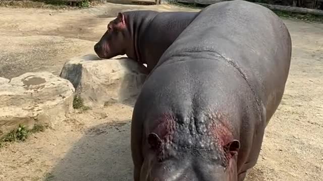 A hippopotamus