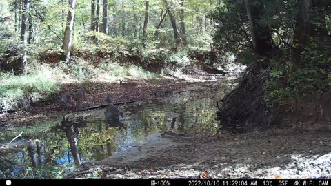 Five Deer at the Creek - Mountains of Tennessee