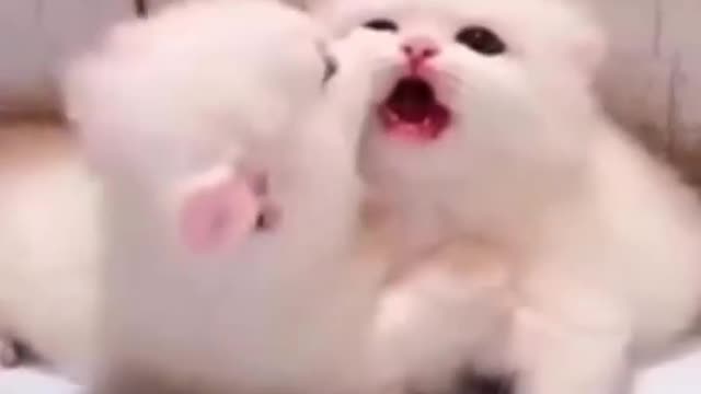 Cute cat 🐈