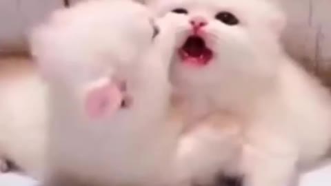 Cute cat 🐈