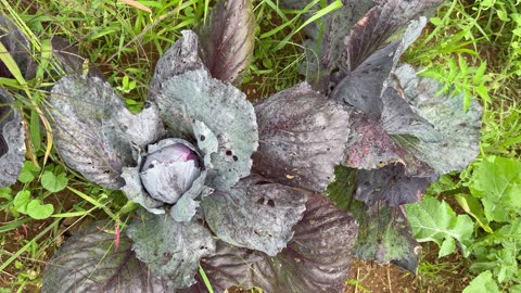 Blue Or Purple Cabbage