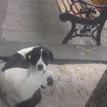 Man Films Himself Reuniting With Dog After 3 Years Apart | The Dodo