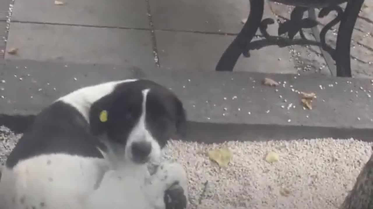 Man Films Himself Reuniting With Dog After 3 Years Apart | The Dodo