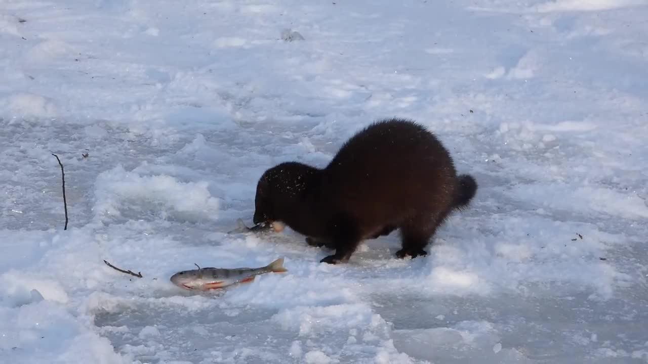 Wild mink steals fish from a fisherman)