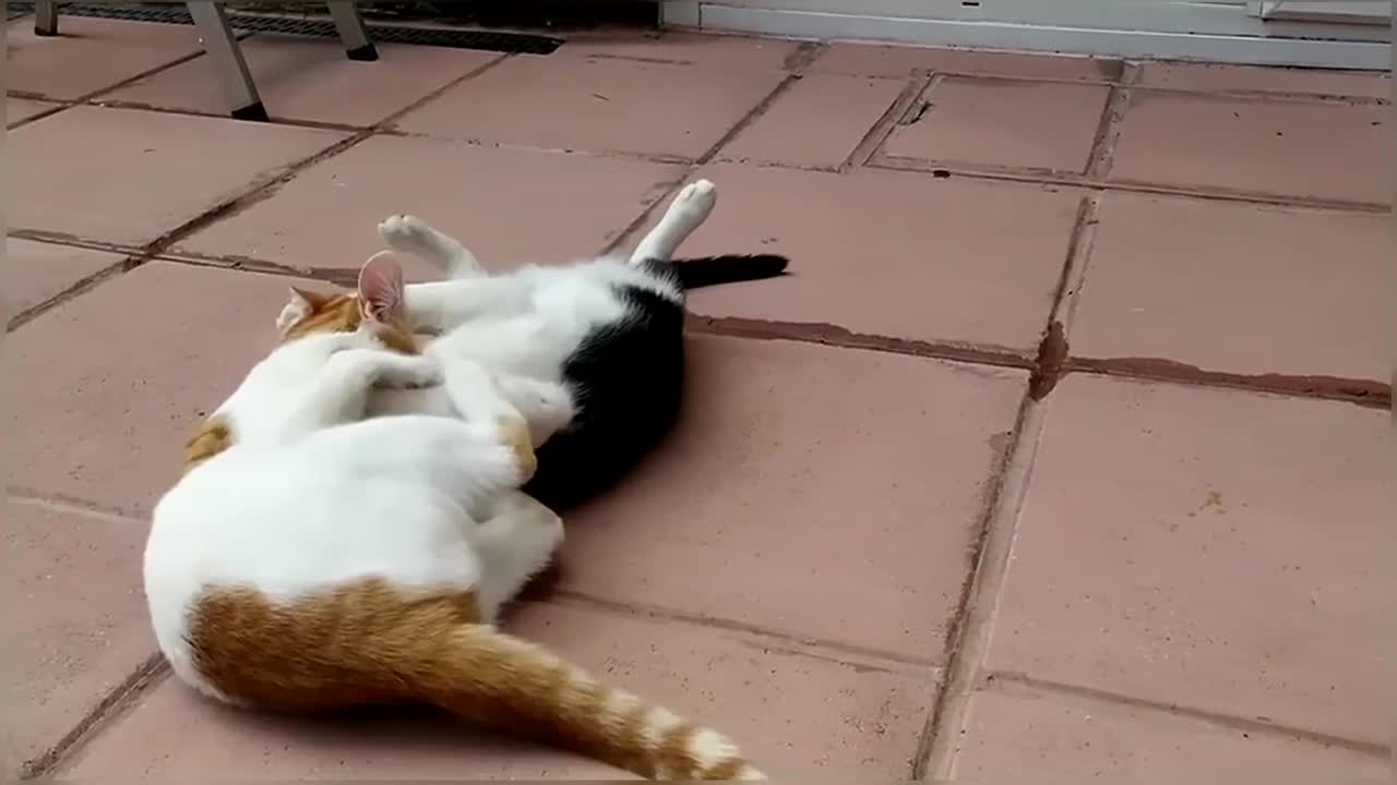 EPIC Cat Fight Compilation!