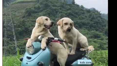 Funny pet