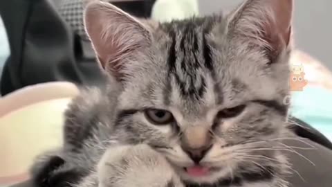 Funny Cat Video #3