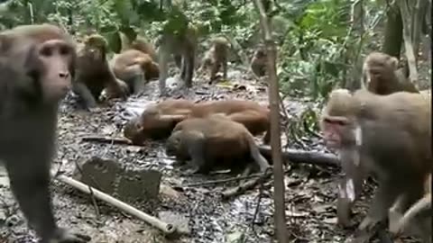 Family monkey at Angkor Wat