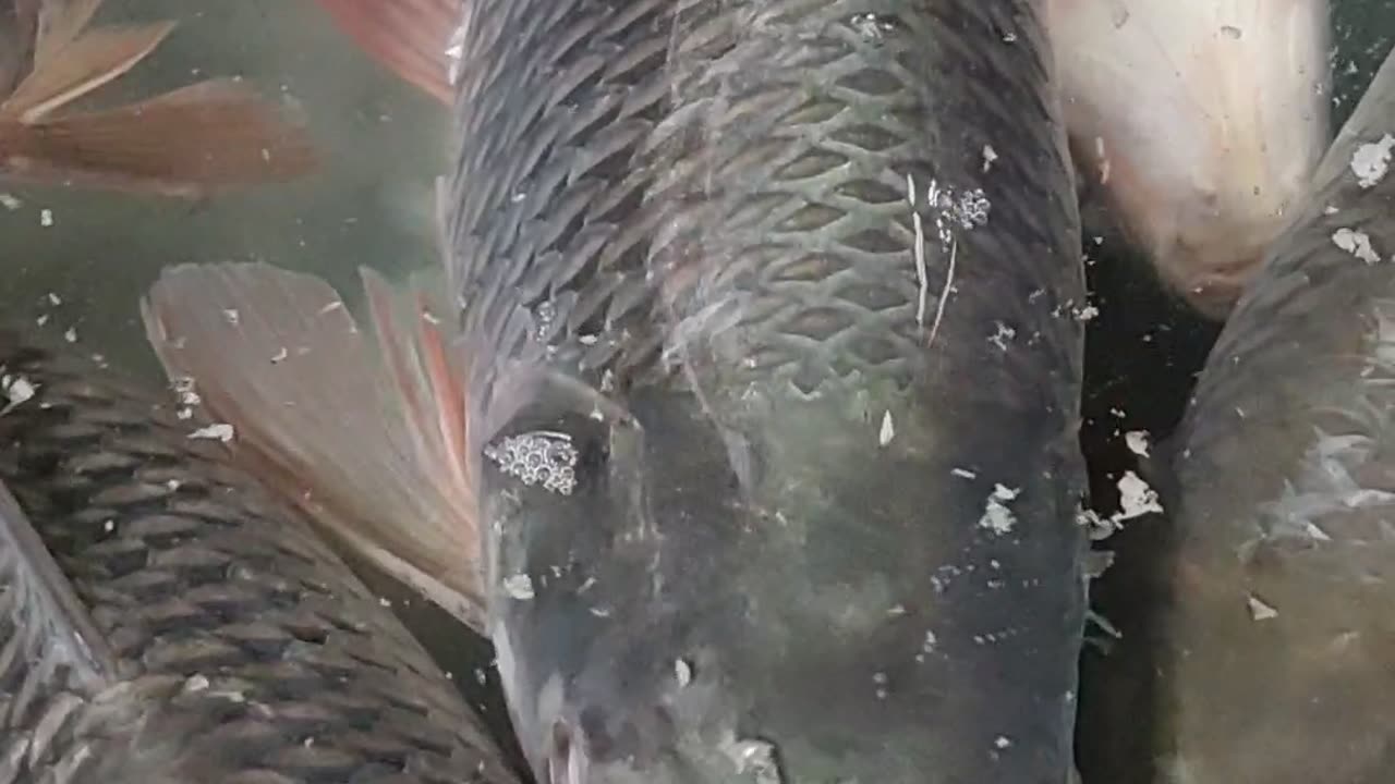 Amazing Rohu Fish Video l Nice Rohu Fish Live Video#shorts