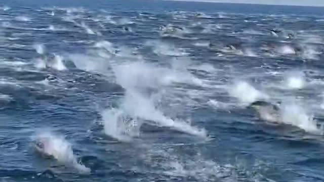 A group of dolphins are playing. The scene is shocking