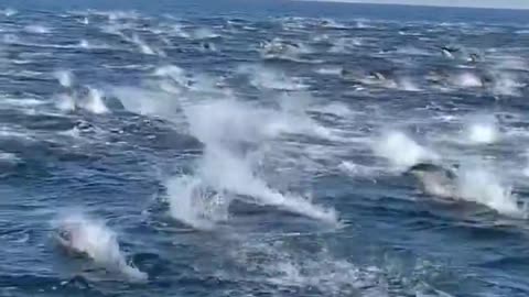 A group of dolphins are playing. The scene is shocking