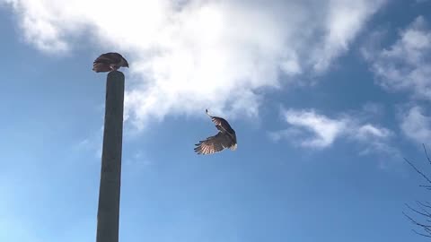 Cooper Hawk stealing his mates lunch