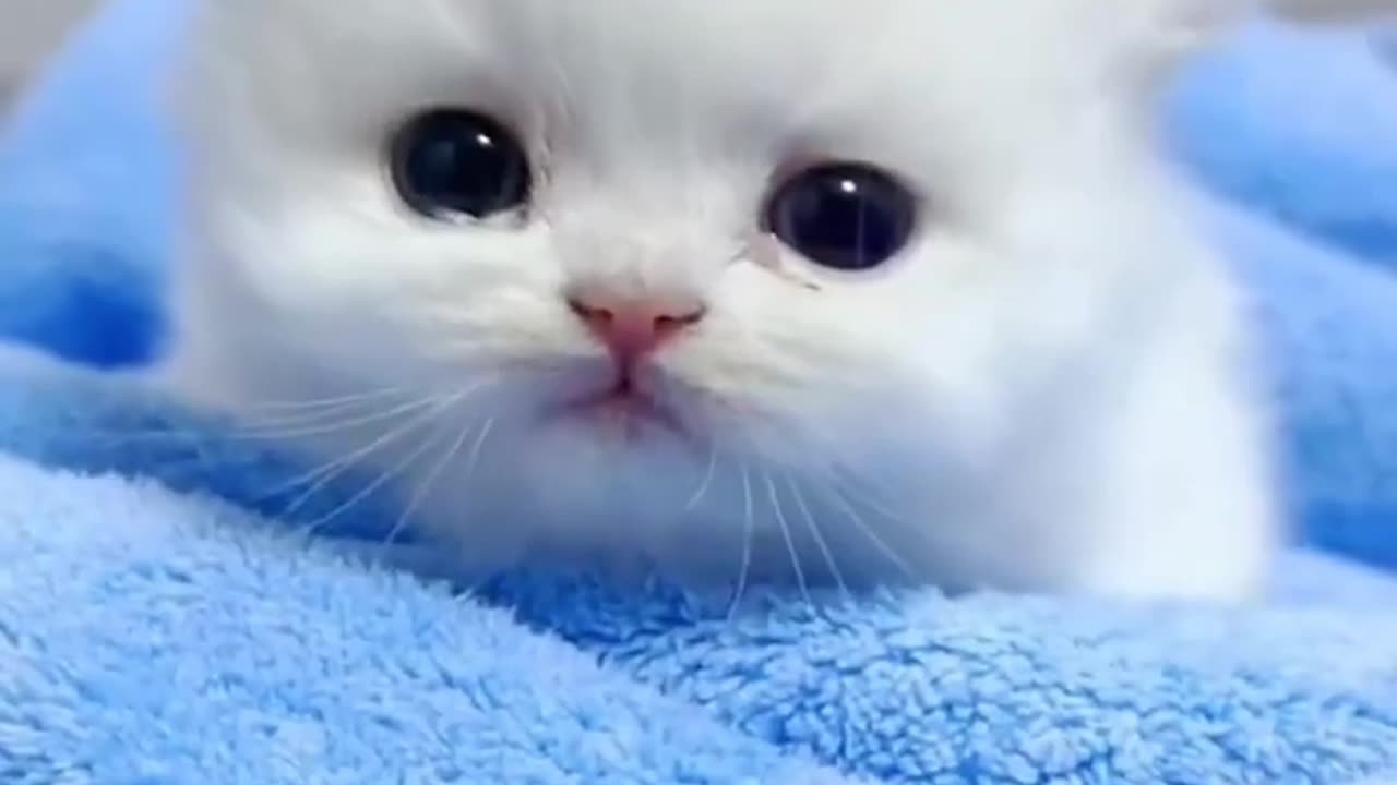 Adorable Kittens: A Collection of Heartwarming Moments