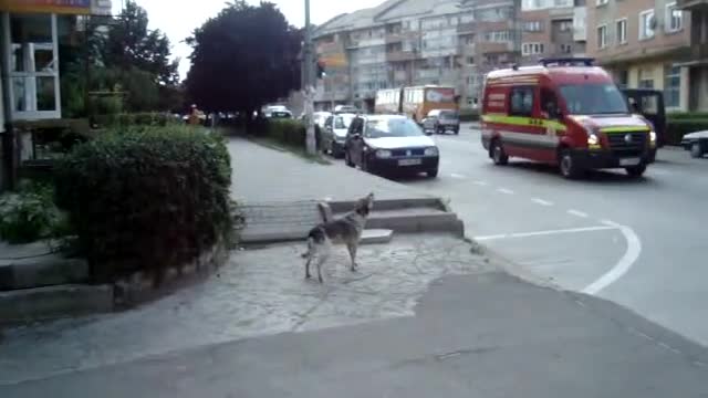 Dog "sings" along with passing ambulance