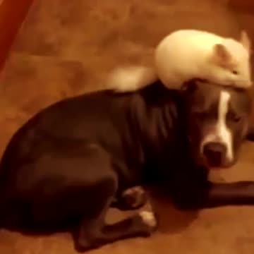Chinchilla and dog