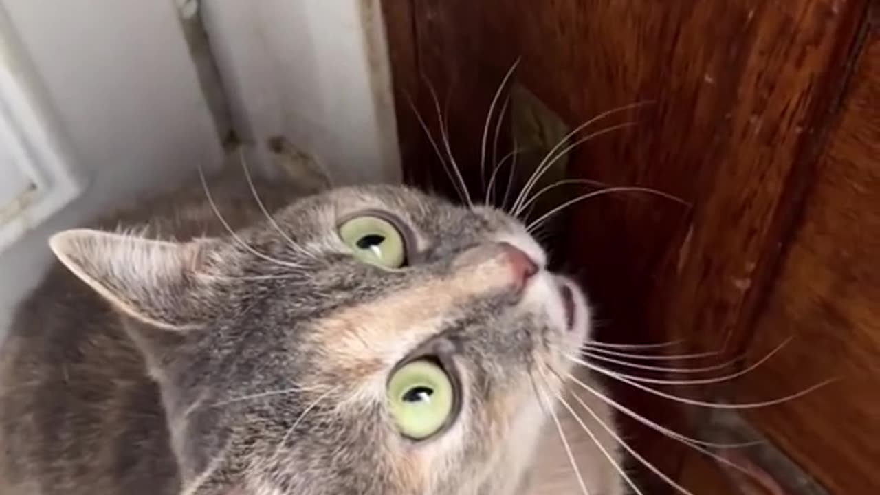 Surprised Cat's Hilarious Meow Reaction Will Make You Laugh!