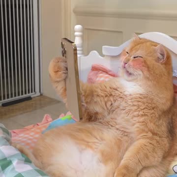 Funny Cat Play With Me