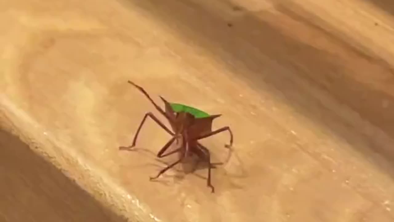 stink bug waving