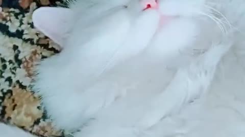 Cute and funny cat video