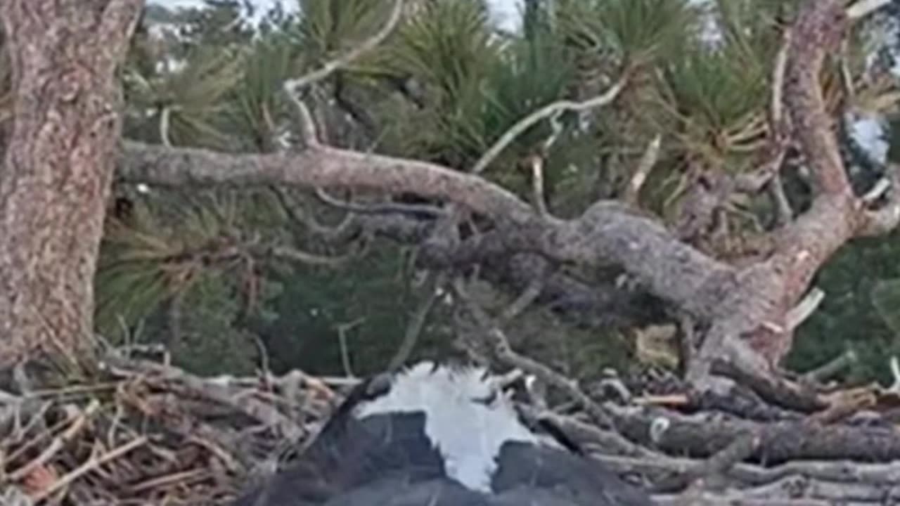 Big Bear Bald Eagle Nest