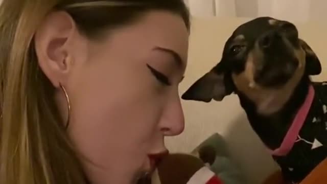 Kissing time, a battle between pets