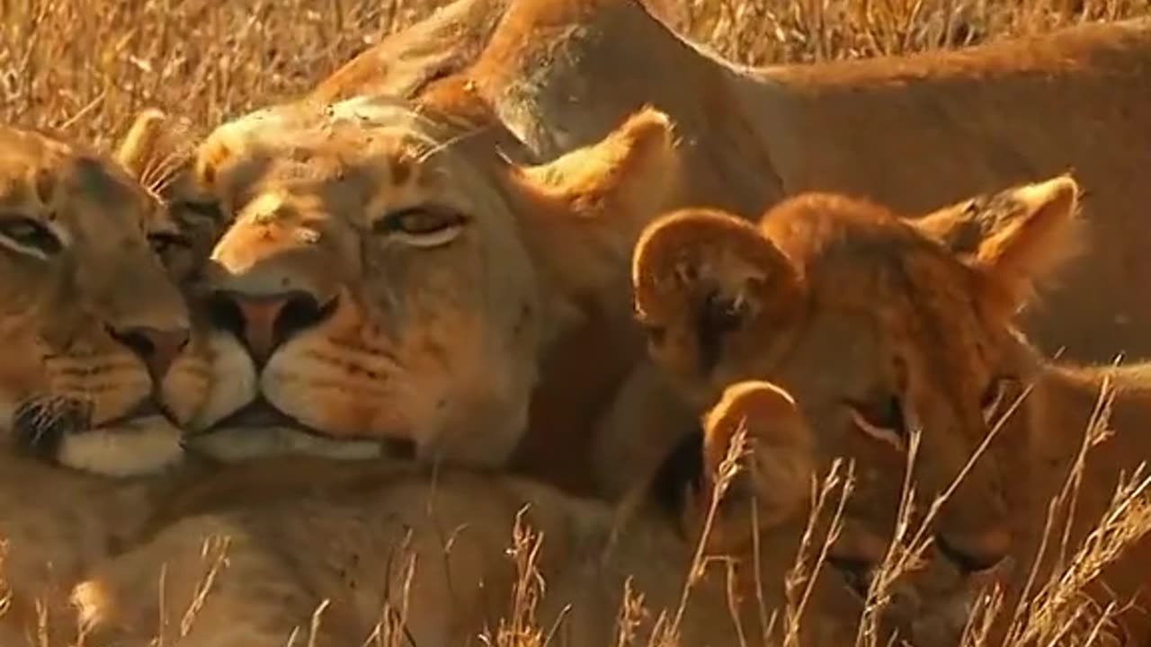 The animals zoo