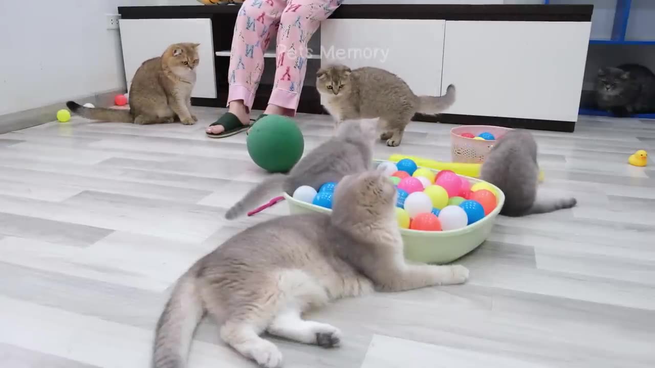 Funniest Animals 2023 😅 New Funny Cats and Dogs 😻🐶 Part 19