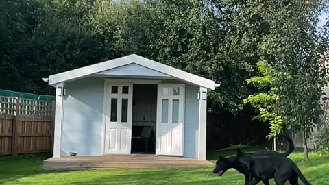 Black Dogs Getting a Ball