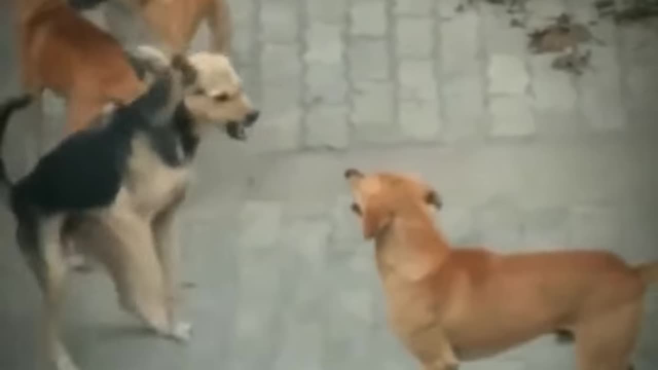 I never see this before | dog funny fight