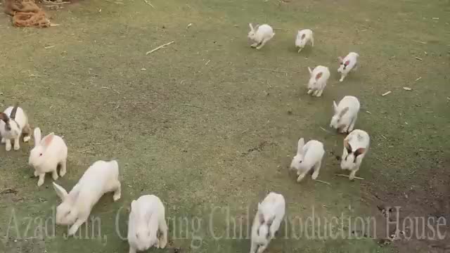 Cute Animal Rabbits as Pets Vidsng in India - Indian Rabbit - ढेर सारे खरगोश_Cut