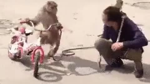 naughty monkey