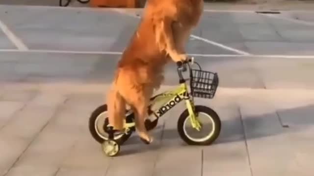 Doggy video #Funny shorts