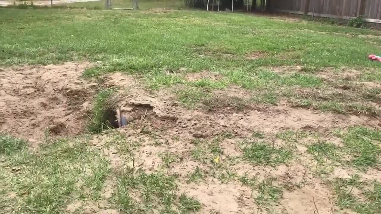 dog playing fox