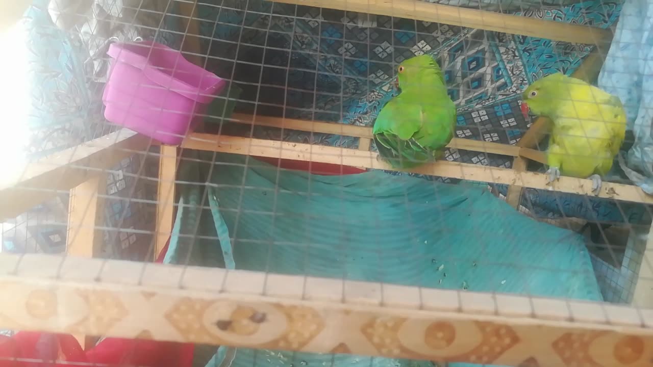 Rescued a ringneck parrot