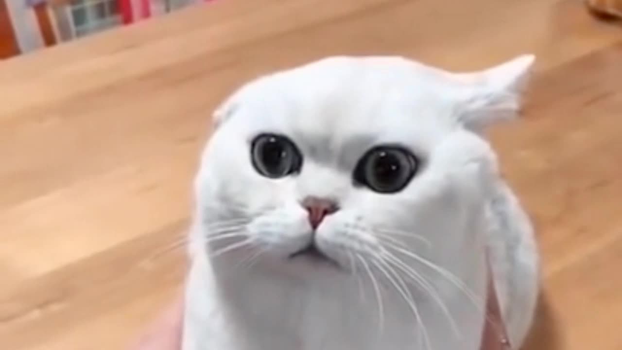 Most Satisfying Funny Cat Video 😂😂😂