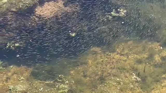 Massive School of Largemouth Bass Spawn at Willow Lake