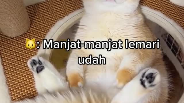 Funny cat videos