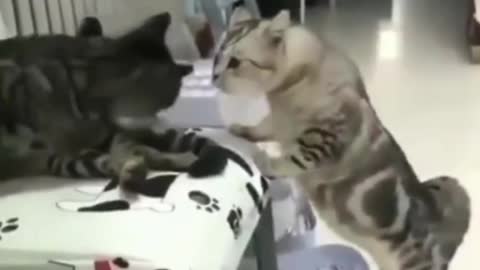 funny cats
