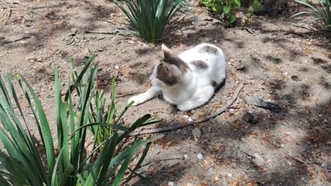 Playful cat chasing insects. This cat is so cute.