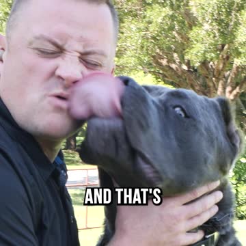 Top 3 XL Dog Breeds We DON’T Recommend