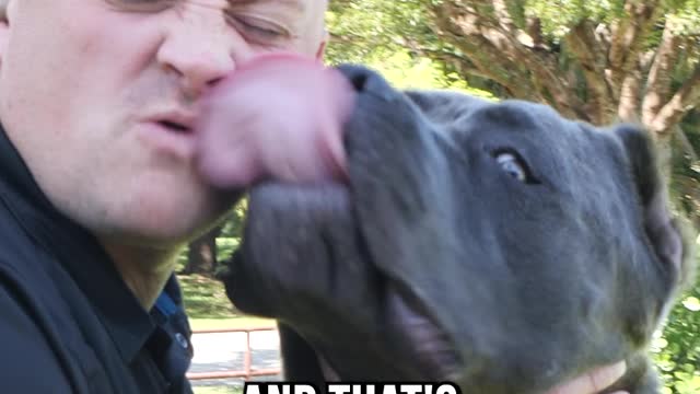 Top 3 XL Dog Breeds We DON’T Recommend