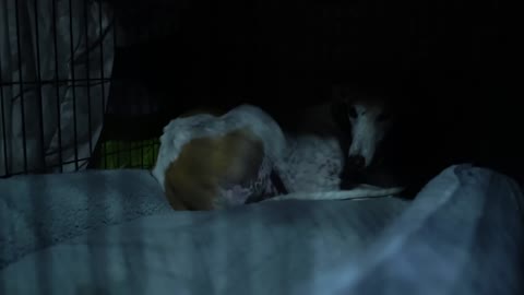 Dogs Go Camping!