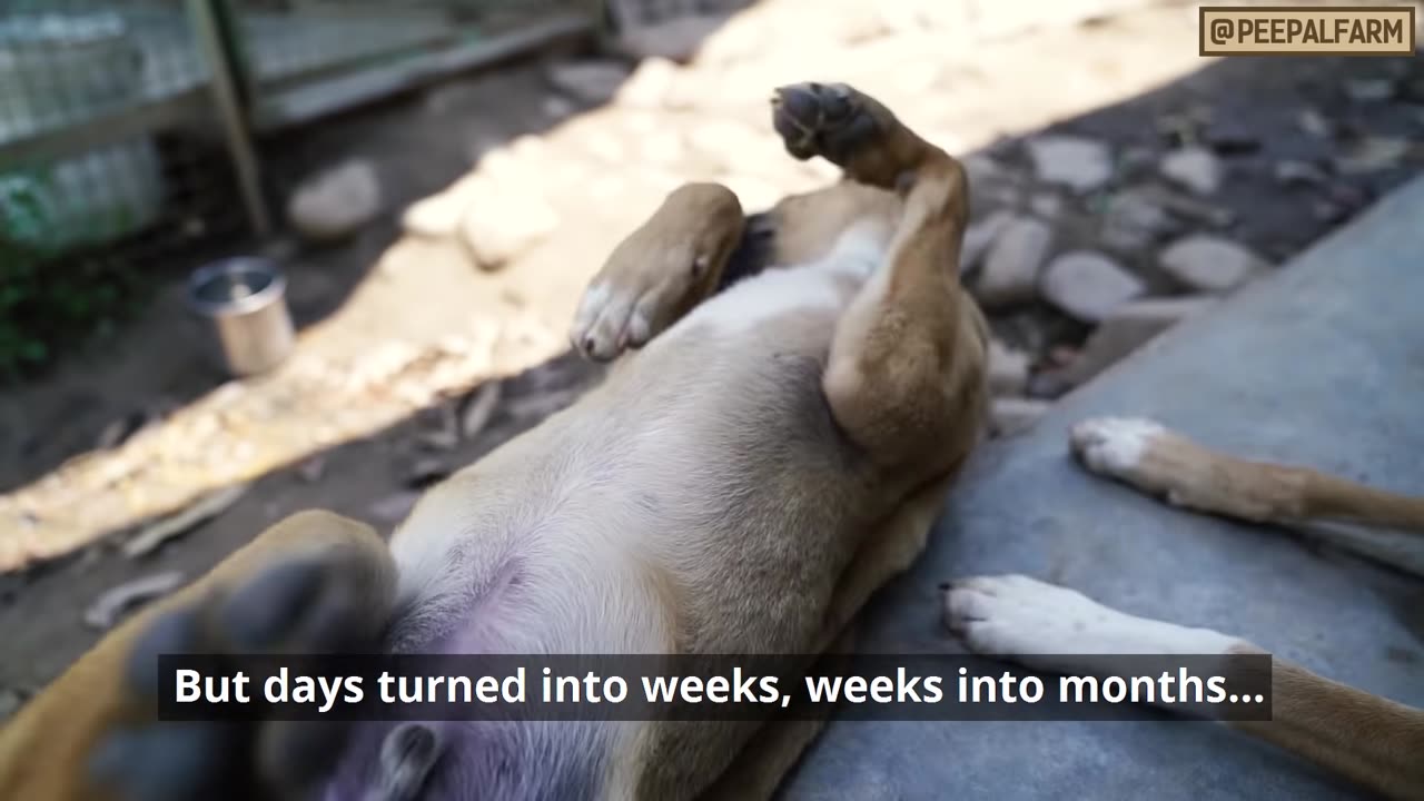 Kude mein feke hue puppies pohche Canada | Found in trash ended up in Canada