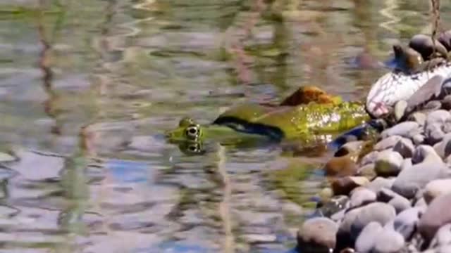 Snake eats frog😱#wildanimals #snake #frog #animals(7)